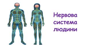Нервова система людини (спинний, головний мозок)