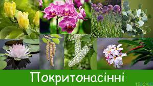 Презентація до уроку: "Покритонасінні. Загальна характеристика"