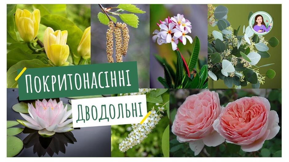 Покритонасінні. Дводольні - YouTube