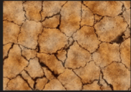 0600ncoi-9f74-190x134.png