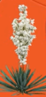 0600ofb6-cf92-94x197.png