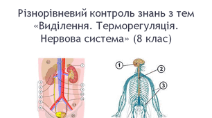 Різнорівневий контроль знань з тем «Виділення. Терморегуляція. Нервова система». 