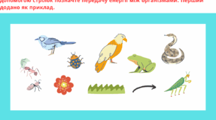 Робочий аркуш з пізнаємо природу  6 клас. Харчова мережа