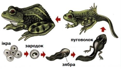 Видільна система представників класу Земноводних ...