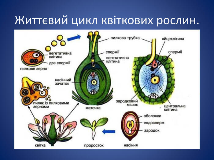 Презентаці "Різноманітність покритонасінних рослин".