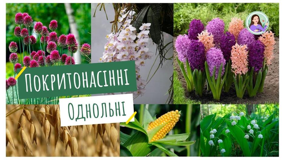 Покритонасінні. Однодольні - YouTube