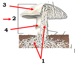0600opku-eba9-256x218.png