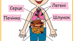 (Копія) Людина. Організм людини.
