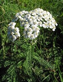 0600orli-65e9-220x284.jpg