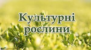 Презентація "На які групи поділяють культурні рослини?" з курсу ЯДС НУШ 3 клас