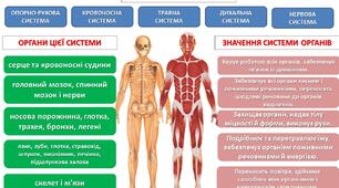 Методичний матеріал Презентація "Системи органів"