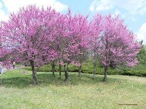0600otbu-d777-299x224.jpg
