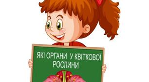 Практична робота "Які органи у квіткової рослини"