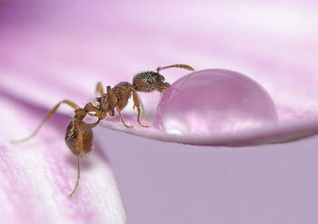 Myrmica rubra (Myrmica rubra) - JungleDragon