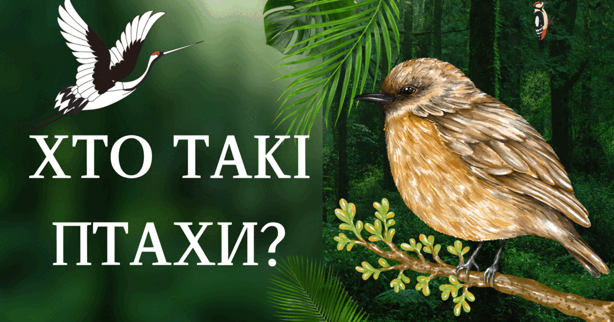 Презентація "Хто такі птахи?" | Презентація. Я досліджую світ