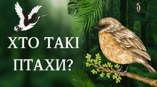Презентація "Хто такі птахи?"