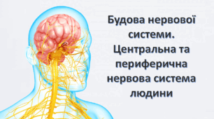 Будова нервової системи. Центральна та периферична. Спинний мозок