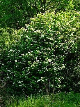 0600qh6t-f12e-275x366.jpg
