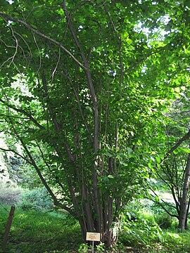 0600qh86-c27c-270x360.jpg