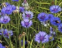 0600qhc5-e4f7-200x154.jpg