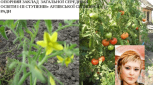 Науково-дослідницька робота: Вплив підживлення на врожай помідорів.