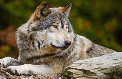 0600qzx6-a8b4-400x258.png