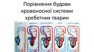 Практична робота  4 " Порівняння будови кровоносної системи хребетних тварин"