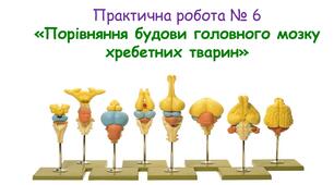 Практична робота № 6. Порівняння будови головного мозку хребетних тварин.