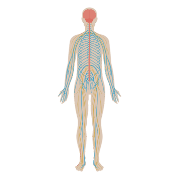 Nervous System Flat Anatomy Diagram PNG & SVG Design For T-Shirts