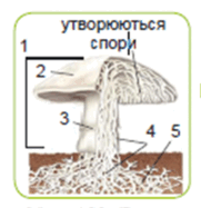 0600sjf8-59b2-181x187.png