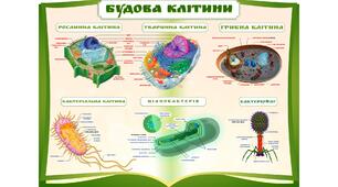 Як живуть і чим відрізняються клітини різних організмів 5 клас