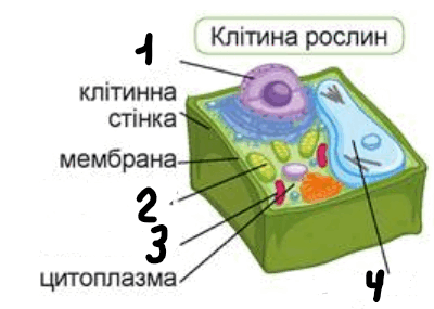 0600solm-0569-400x285.png