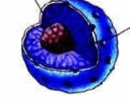 0600spap-f259-184x142.png