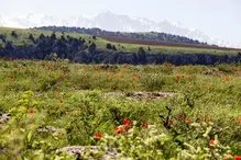 Луг диких тюльпанів на тлі засніжених гір — стокове фото