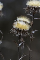Безкоштовне стокове фото на тему «carlina, carlina vulgaris, вертикальні постріл» стокове фото