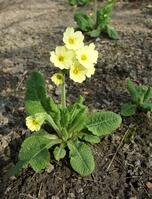 Файл:Primula denticulata.JPG — Википедия