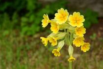 Весняні квіти з фото і назвами - Первоцвіти або примули (Primula)