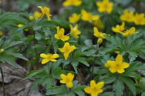 Anemone ranunculoides