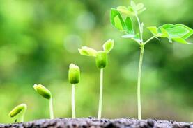 Названо рослину, яка має свідомість – AgroNews