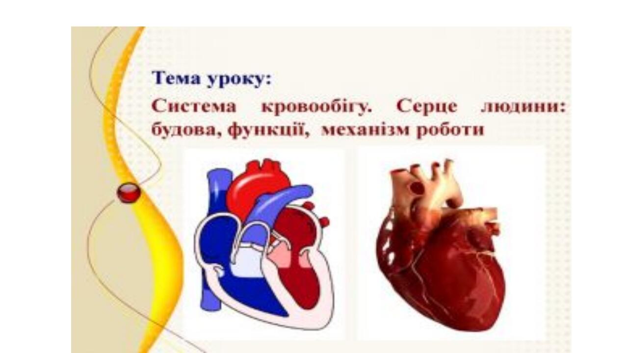 Презентація,,Серце.Його будова та функції. | . Біологія