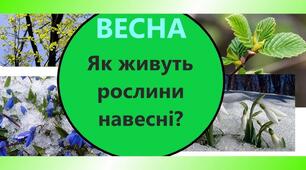 Як почуваються рослини навесні 