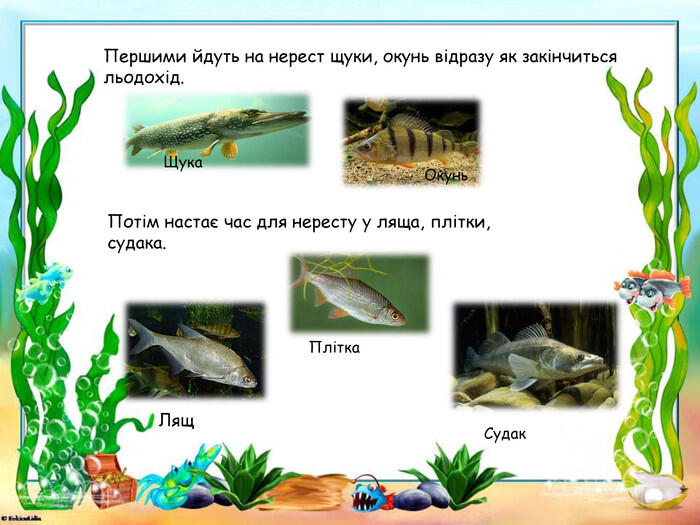 Презентація "Як змінюється життя у водоймах навесні"