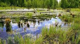 Узагальнення з тем «Води суходолу і водні ресурси», «Ґрунти та ґрунтові  ресурси», «Рослинність», «Тваринний світ України».