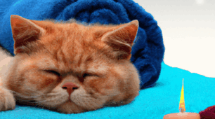 Коректурна таблиця "Корисні речі для котиків"