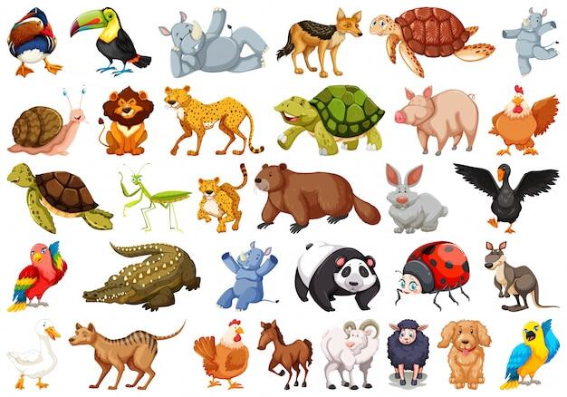 Animals Изображения – скачать бесплатно на Freepik