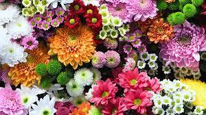 Flower Color Meaning | Significance of Flower Colors | Petal Talk
