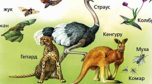 Як організми взаємодіють із середовищем життя. Взаємодія та зв’язки між організмами. Наземно-повітряне середовище