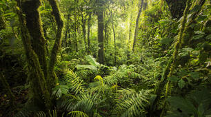 "Tropical forests in danger" test for reading comprehension 9th grade