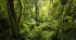 "Tropical forests in danger" test for reading comprehension 9th grade