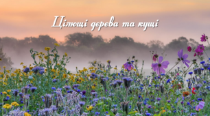 Навчальні матеріали до розділу "Цілющі дерева та кущі" факультативу з біології "Аптека природи"